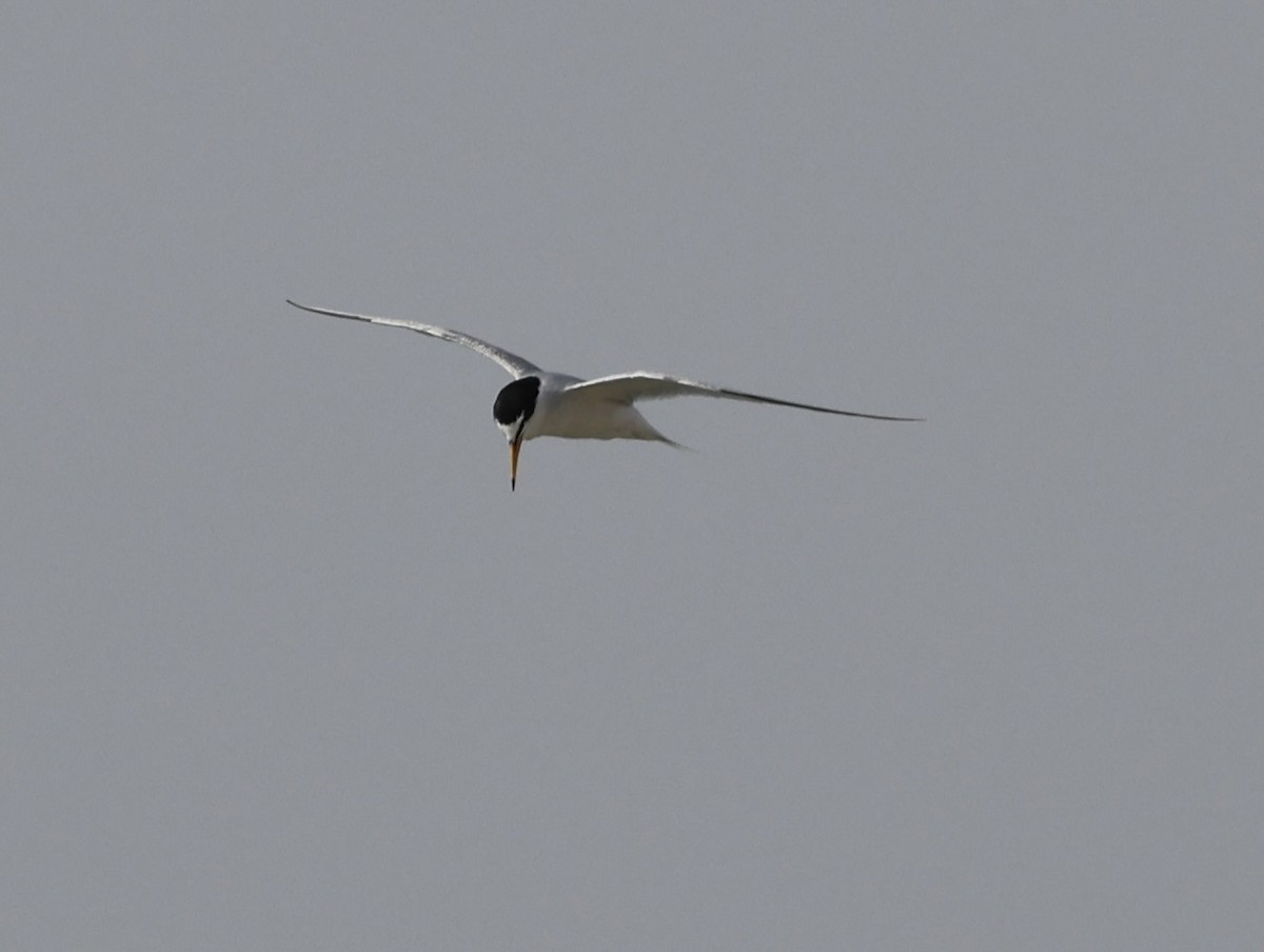 Little Tern - ML437831631