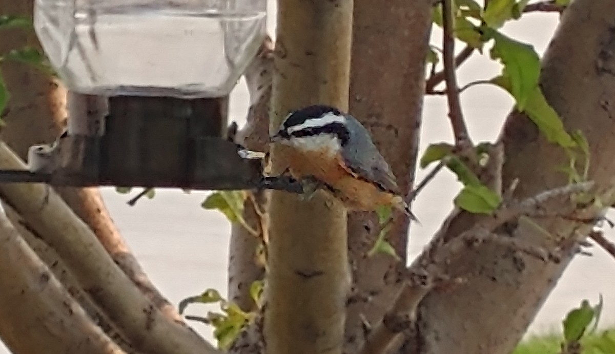 Red-breasted Nuthatch - ML437832201