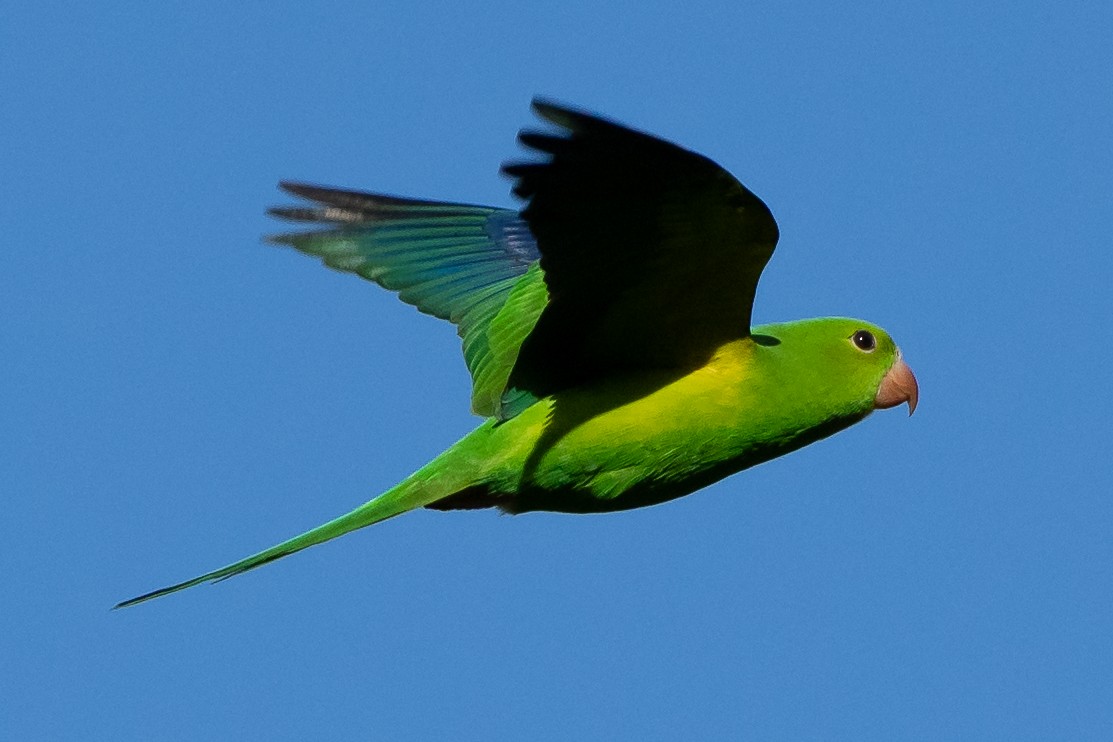 Plain Parakeet - ML437832311