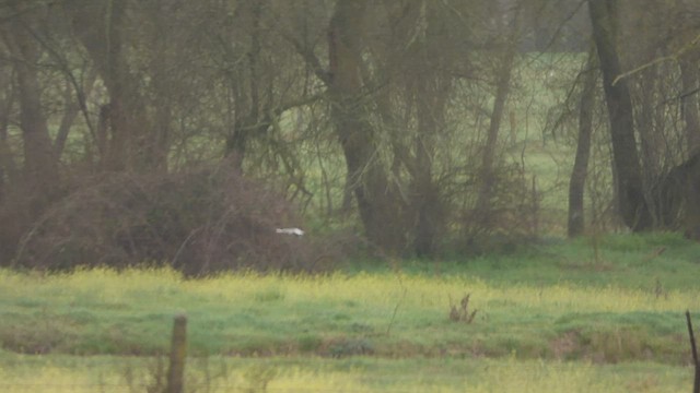 rybák bahenní - ML437833061