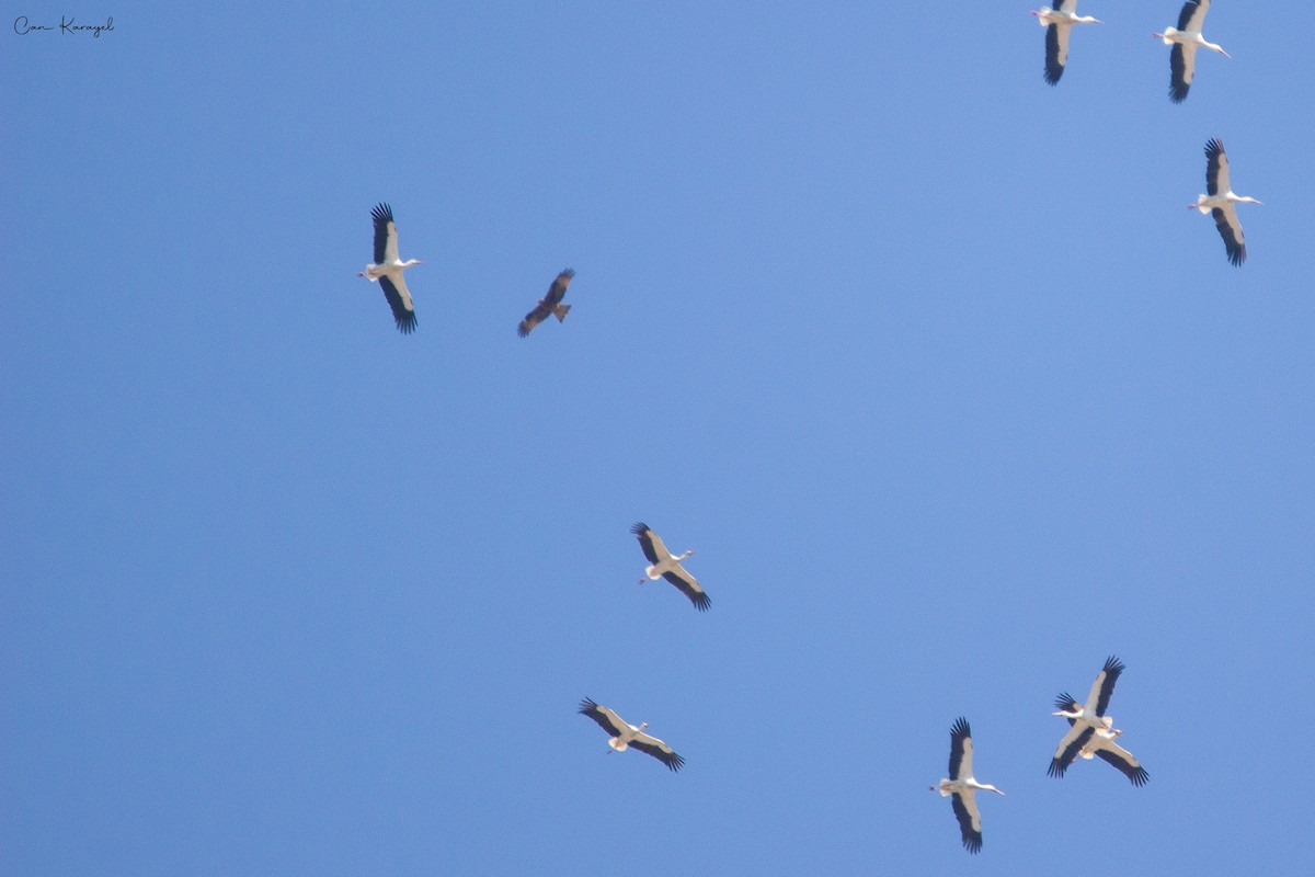 Black Kite - Can Karayel