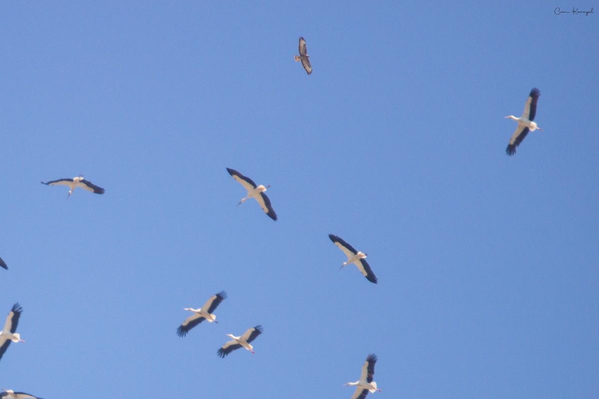 White Stork - Can Karayel