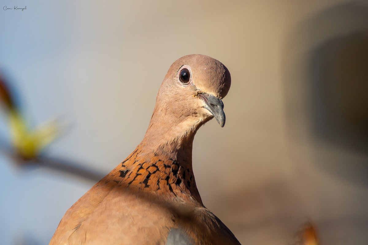 Tórtola Senegalesa - ML437833281