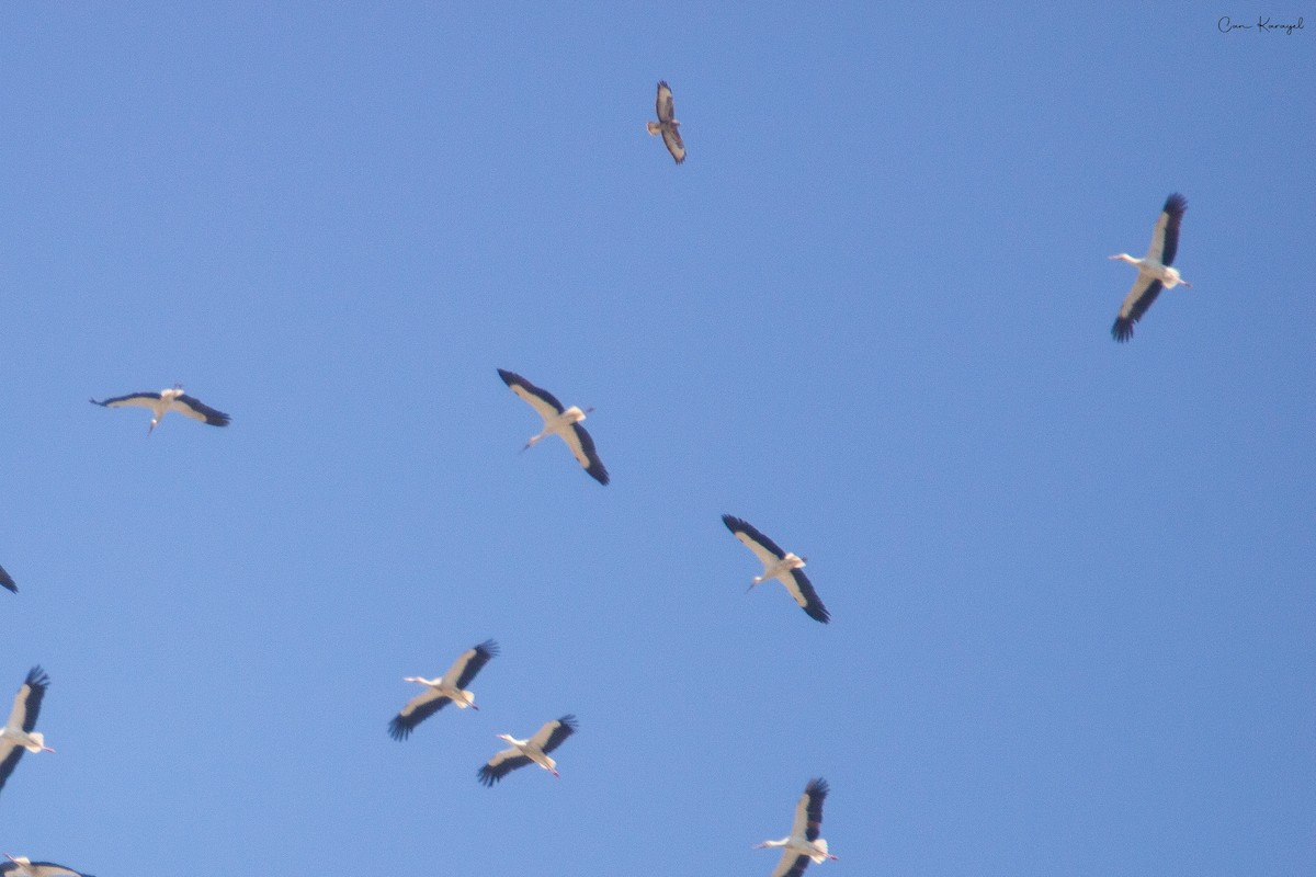 Common Buzzard - Can Karayel