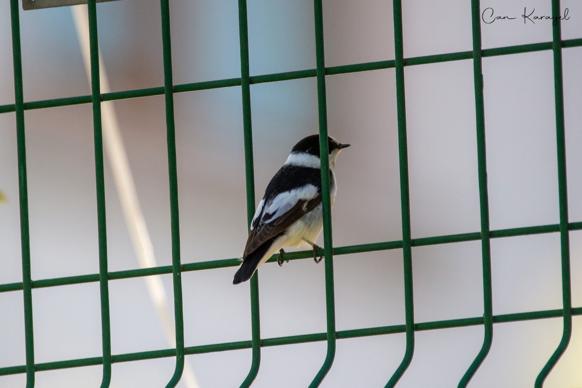 Collared Flycatcher - Can Karayel