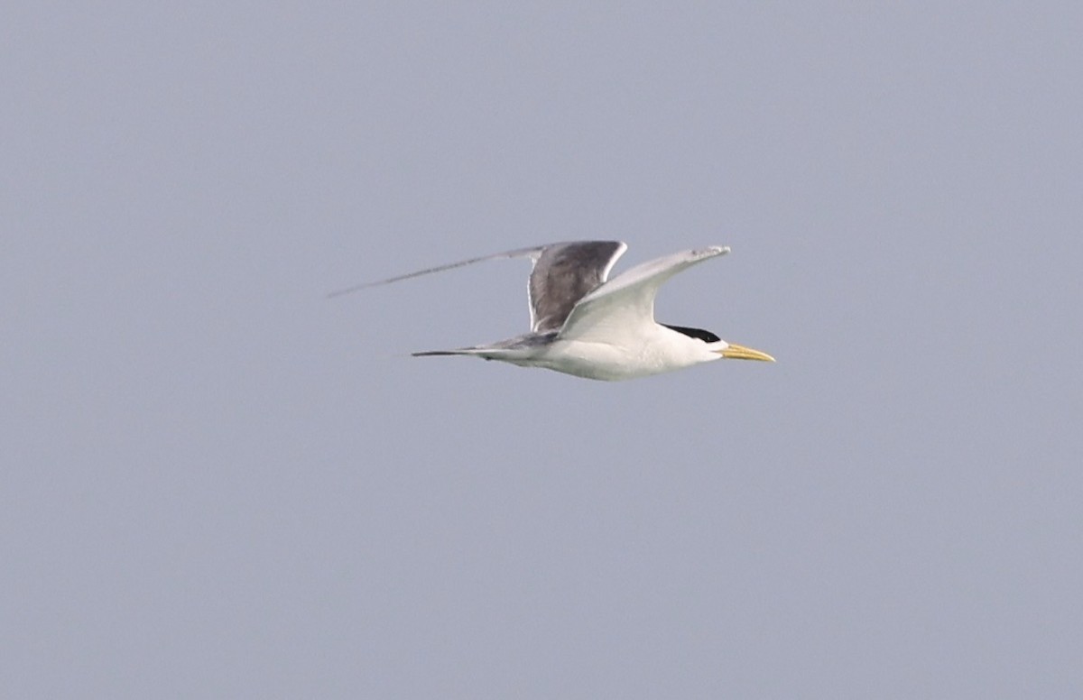 Great Crested Tern - ML437833761