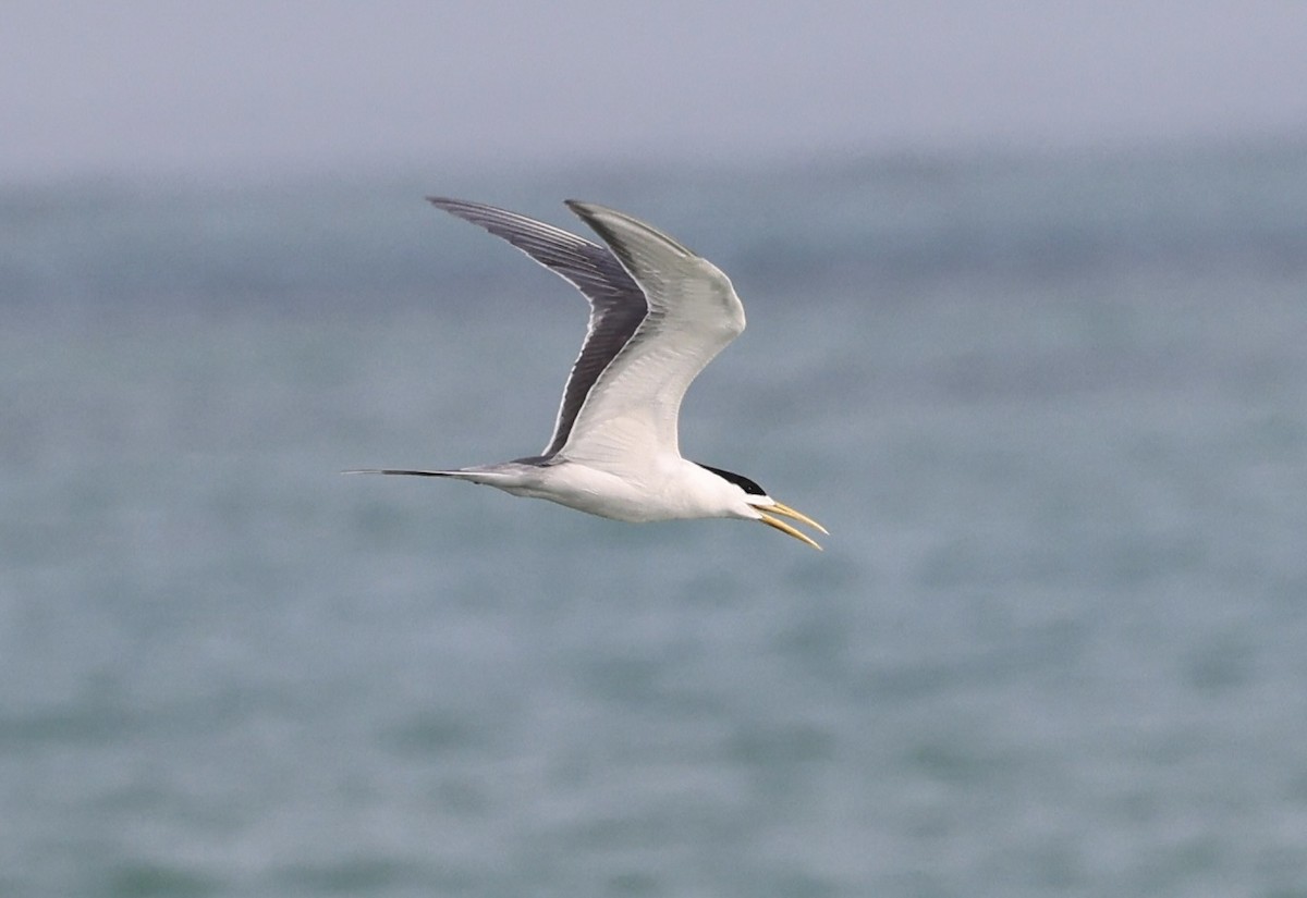 Great Crested Tern - ML437833801