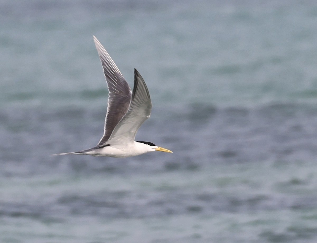 Great Crested Tern - ML437833851