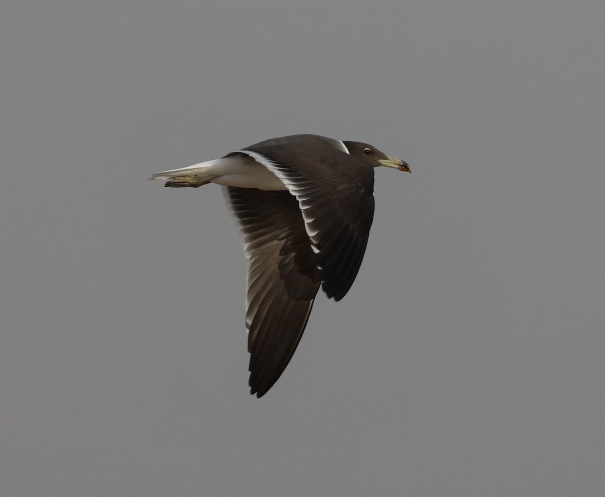 Sooty Gull - ML437834021