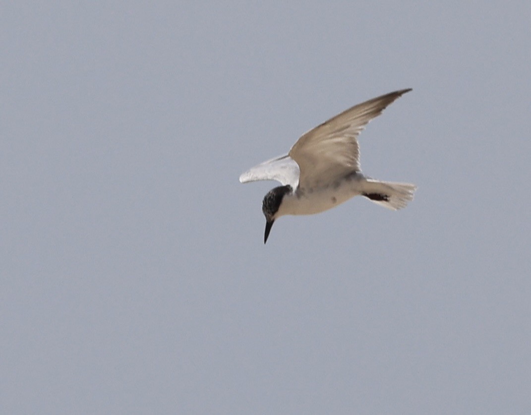 Whiskered Tern - ML437835411