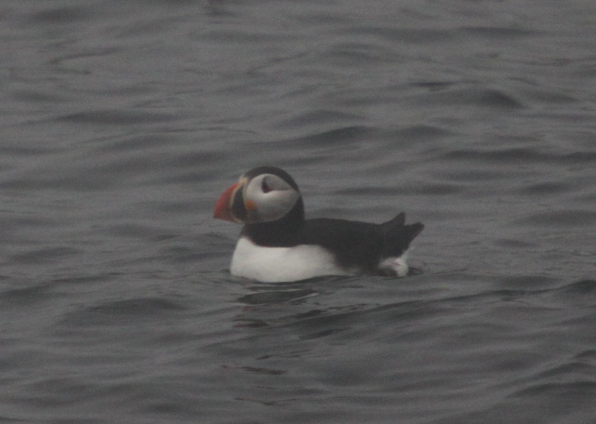 Atlantic Puffin - ML437835601