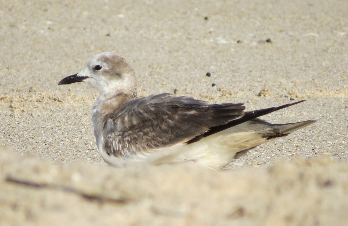 Sabine's Gull - Yve Morrell