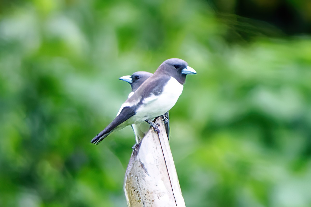 White-breasted Woodswallow - ML437836921