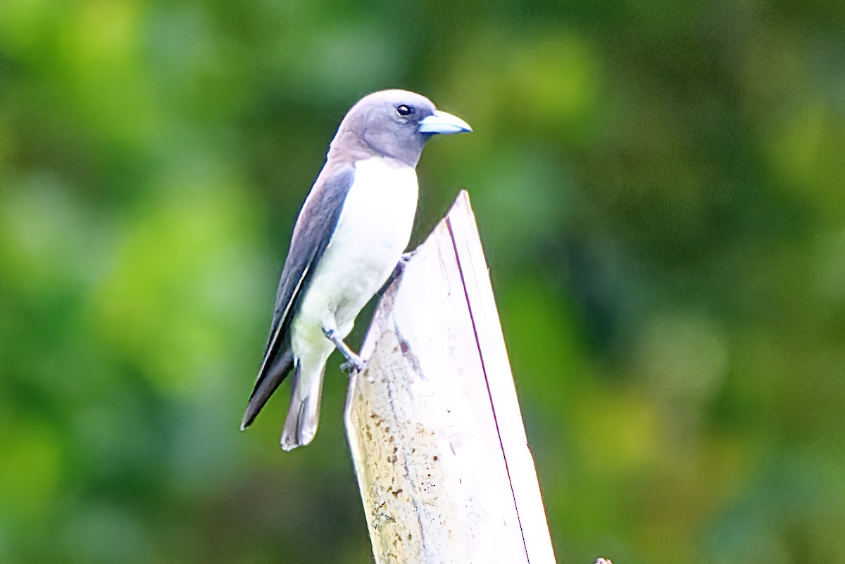 White-breasted Woodswallow - Ravi Iyengar