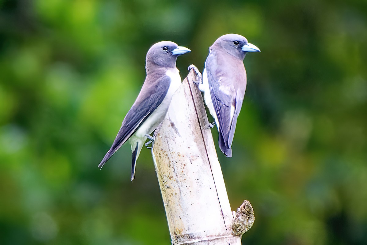 White-breasted Woodswallow - ML437837001