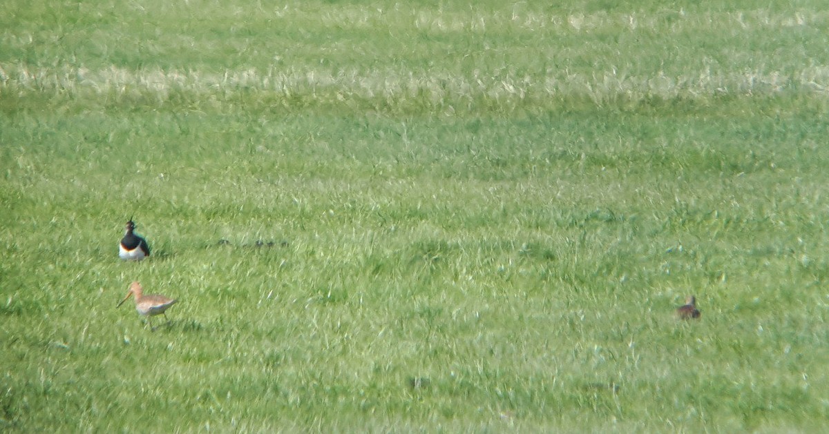 Black-tailed Godwit - ML437837621