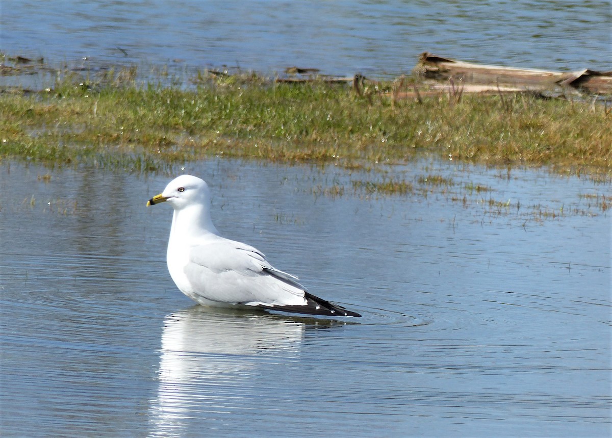 Ring-billed Gull - ML437838841