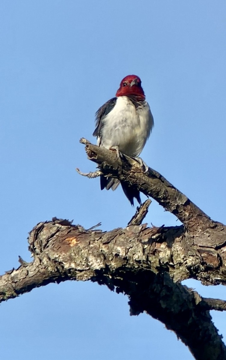 Red-headed Woodpecker - ML437839681