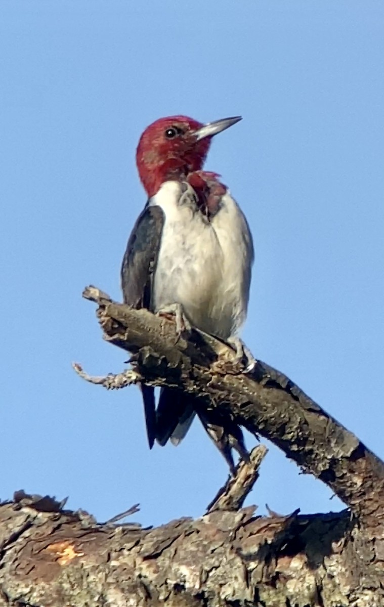 Red-headed Woodpecker - ML437839701