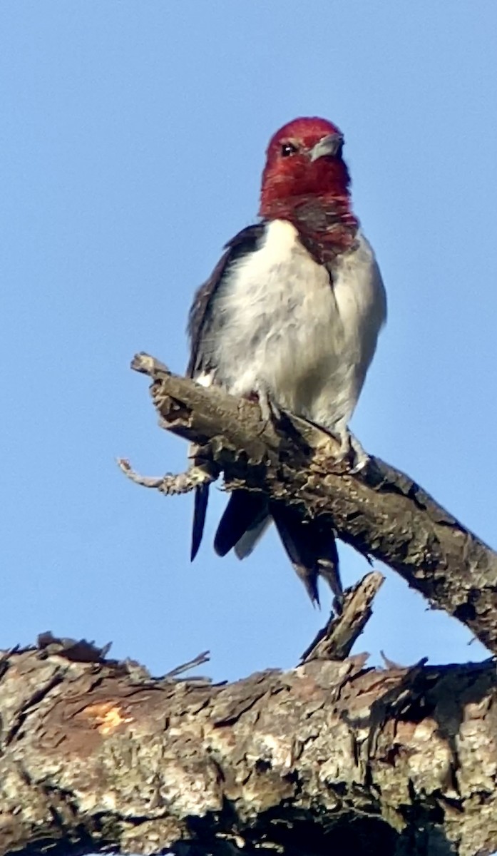 Red-headed Woodpecker - ML437839711