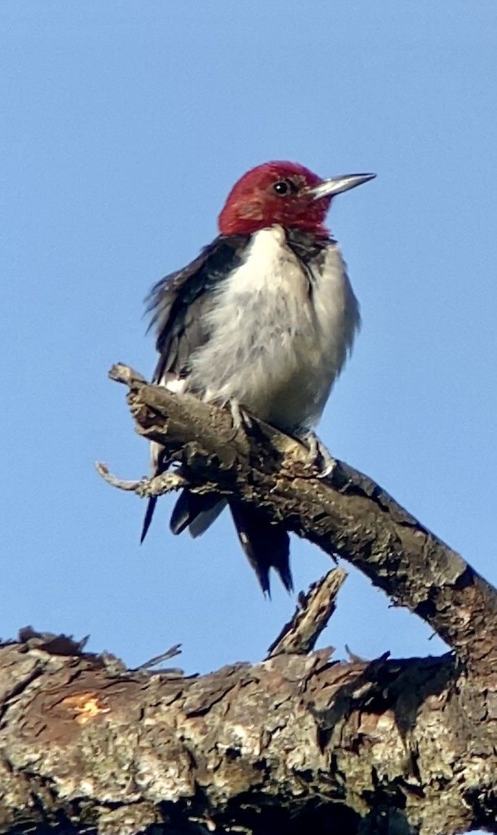 Red-headed Woodpecker - ML437839721