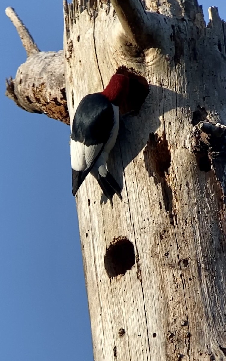 Red-headed Woodpecker - ML437839731