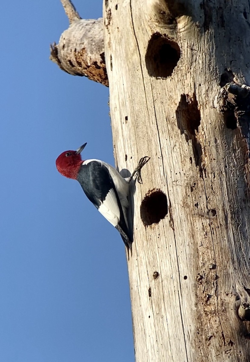 Red-headed Woodpecker - ML437839741