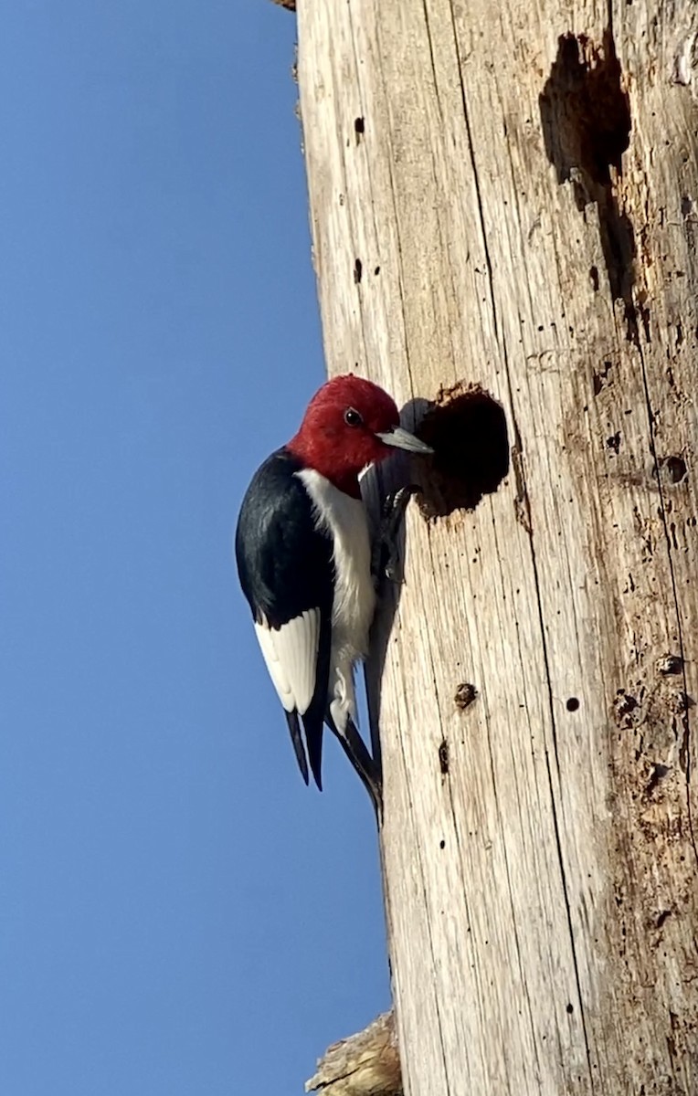 Red-headed Woodpecker - ML437839751