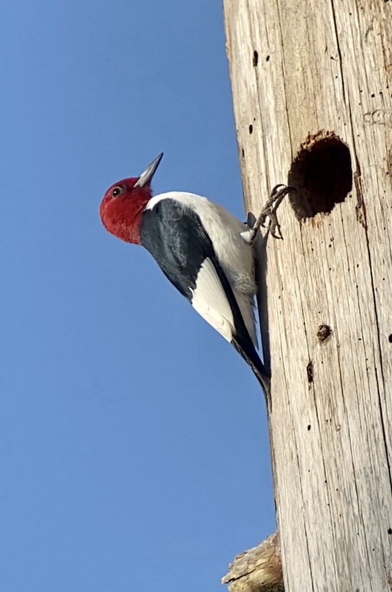 Red-headed Woodpecker - ML437839761