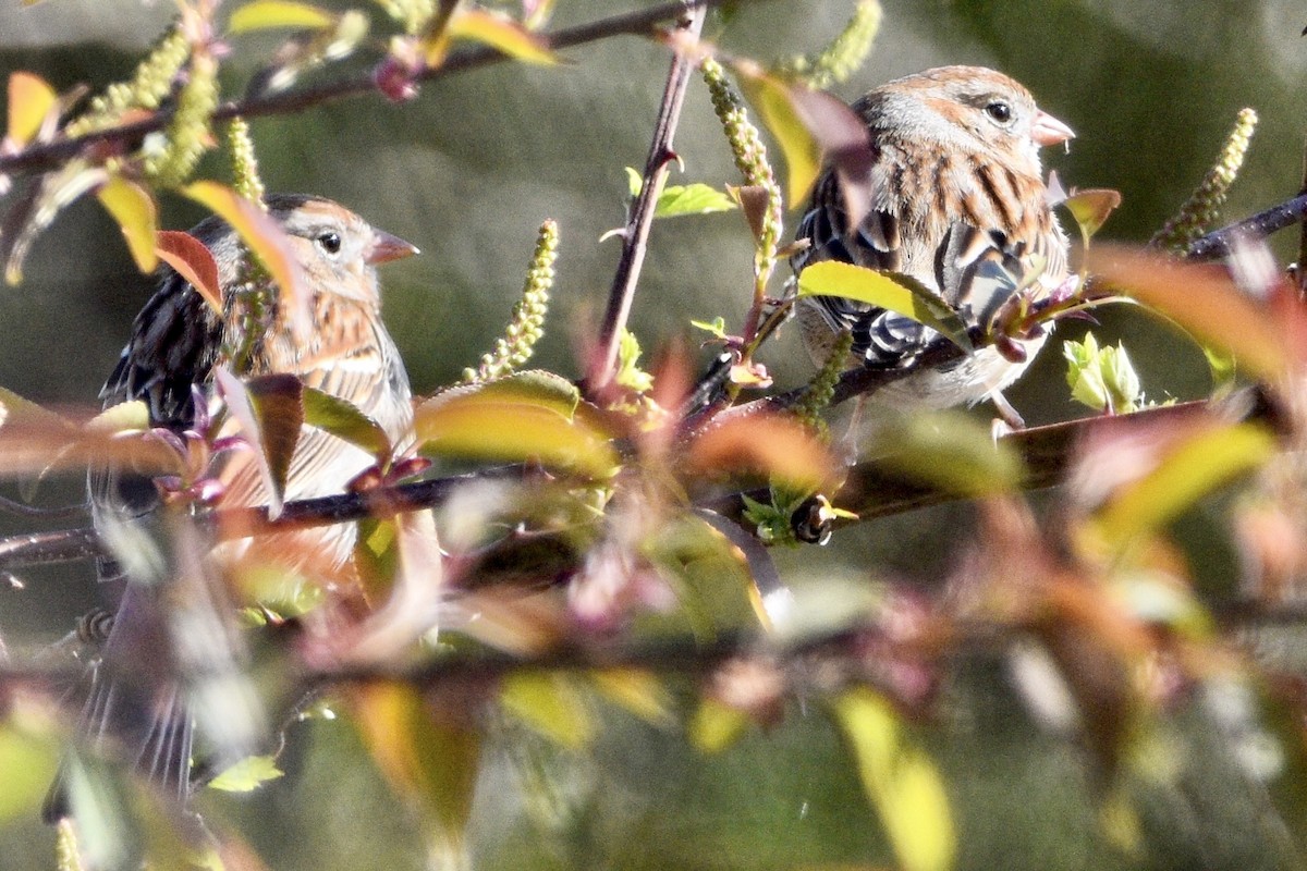 Field Sparrow - ML437840201