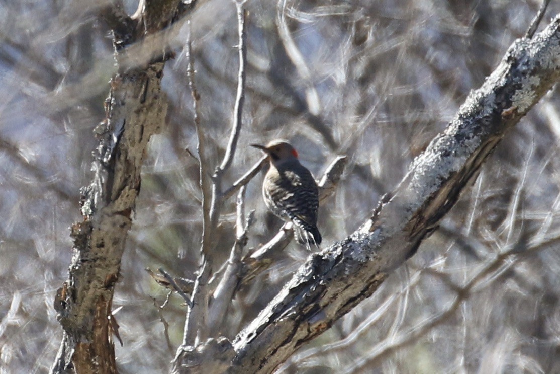 Northern Flicker - ML437841671