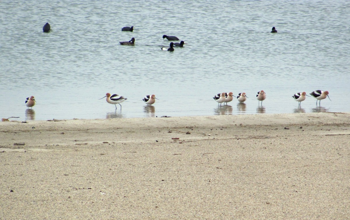 Avocette d'Amérique - ML437842421