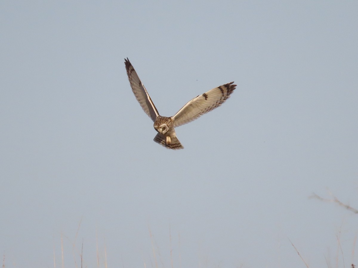 Short-eared Owl - Lynn Barber