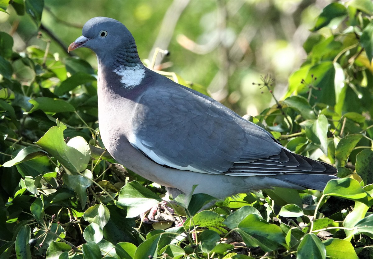 Common Wood-Pigeon - ML437844691