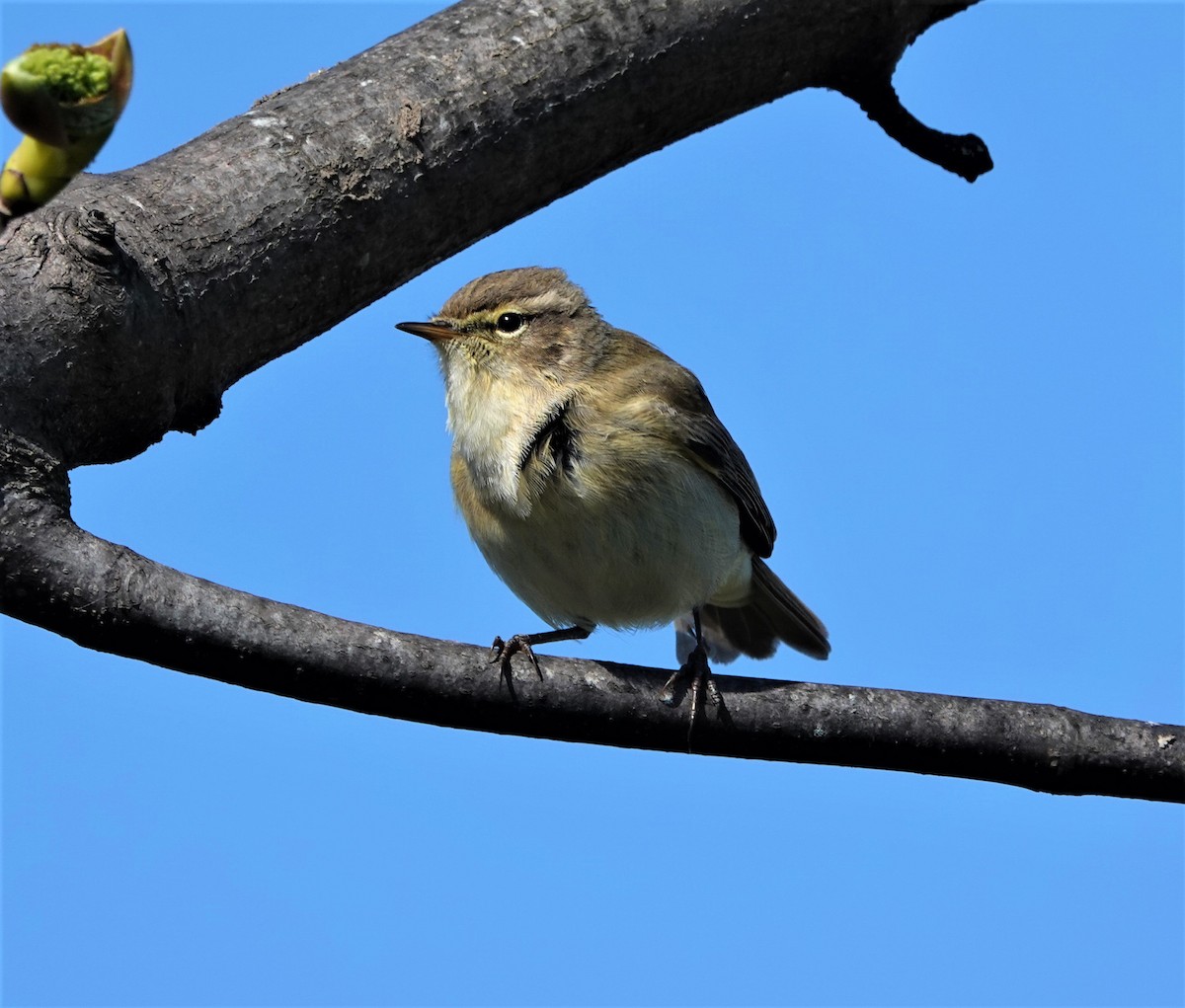 Common Chiffchaff - ML437844741