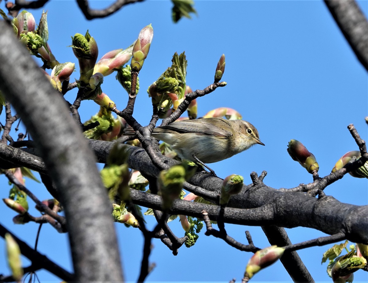 Common Chiffchaff - ML437844781