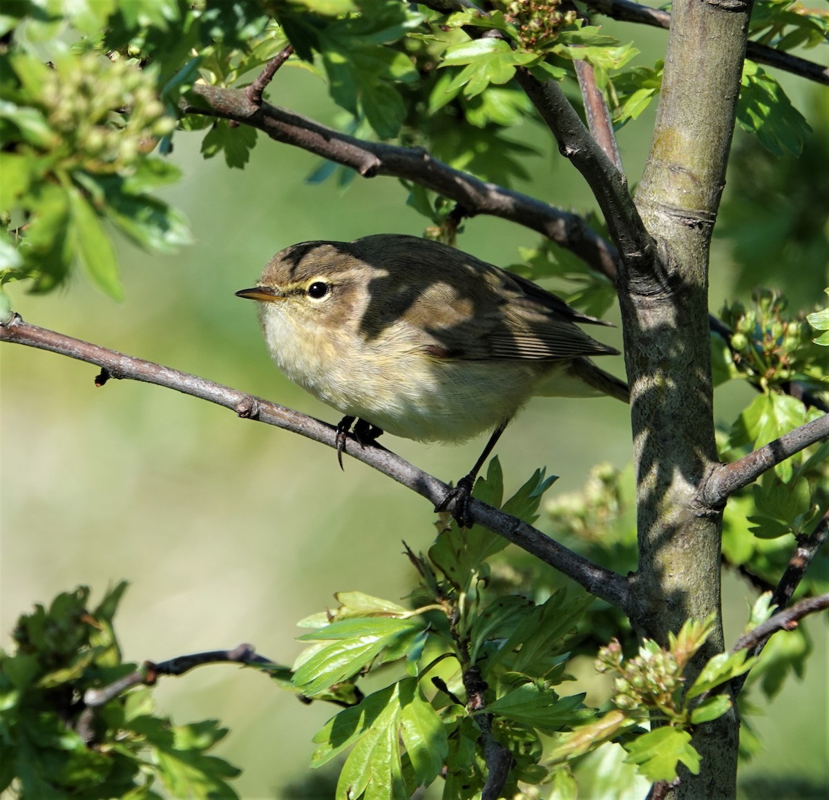 Common Chiffchaff - ML437844801