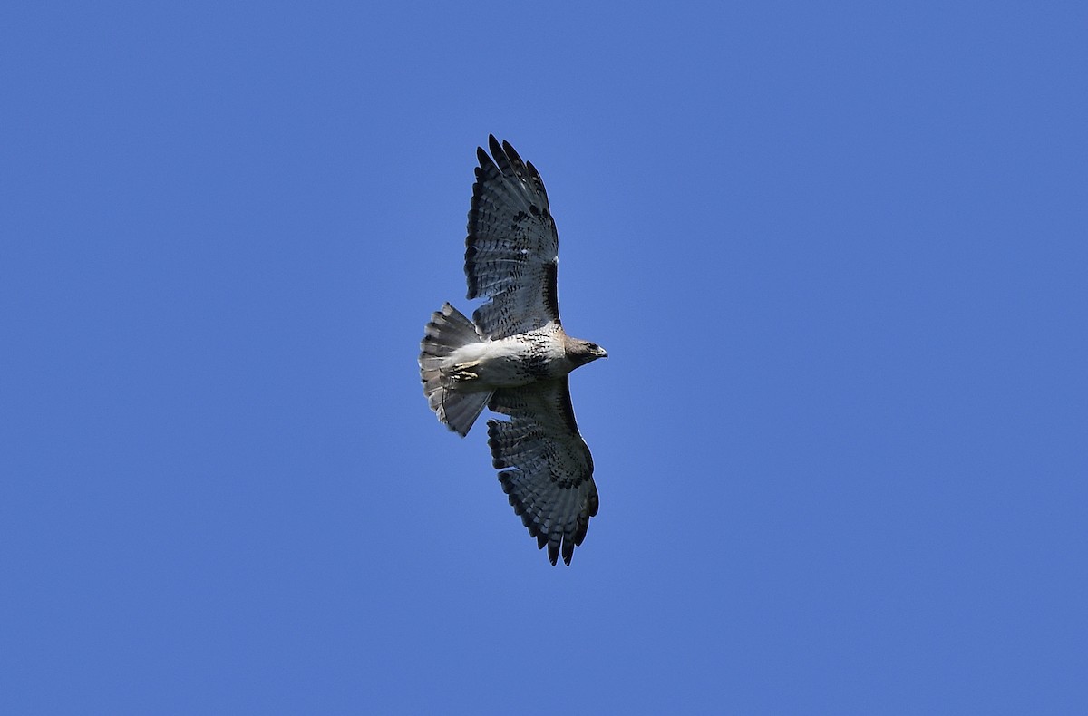 Red-tailed Hawk - ML437845171