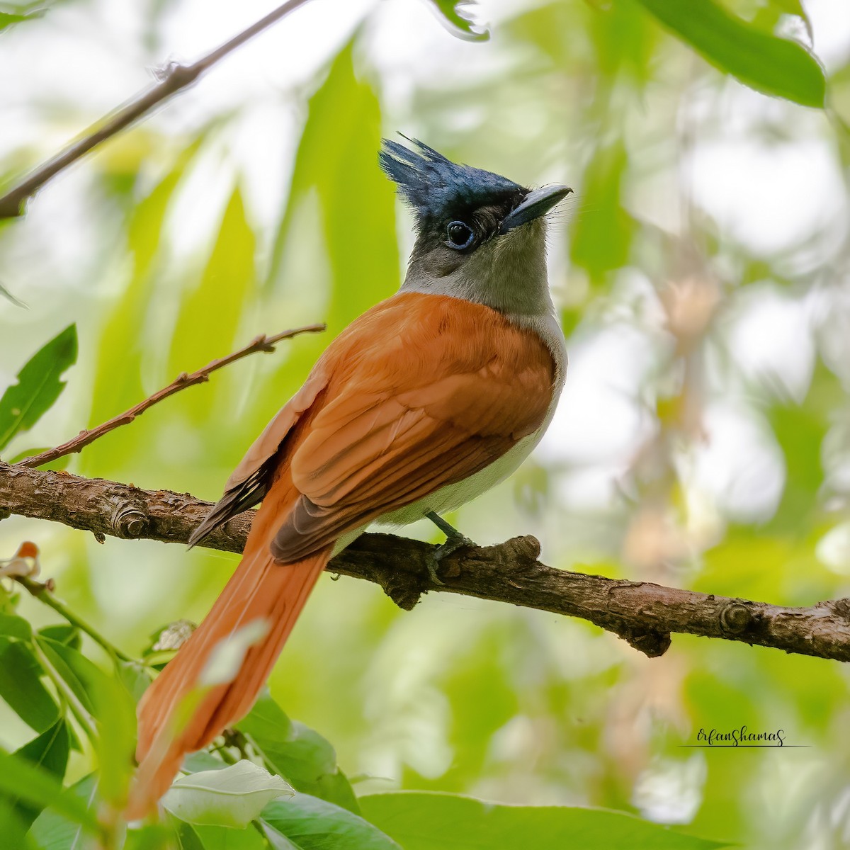 Indian Paradise-Flycatcher - ML437845651