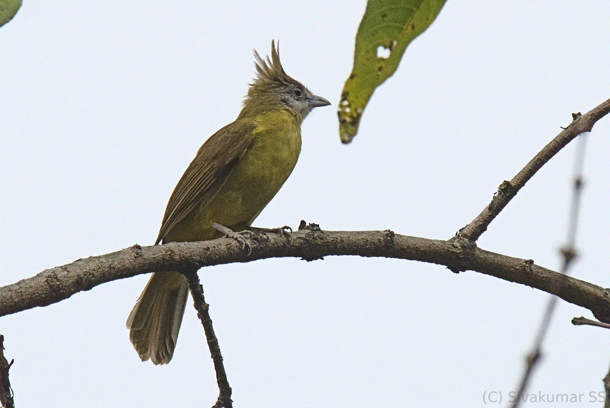 White-throated Bulbul - ML437845811