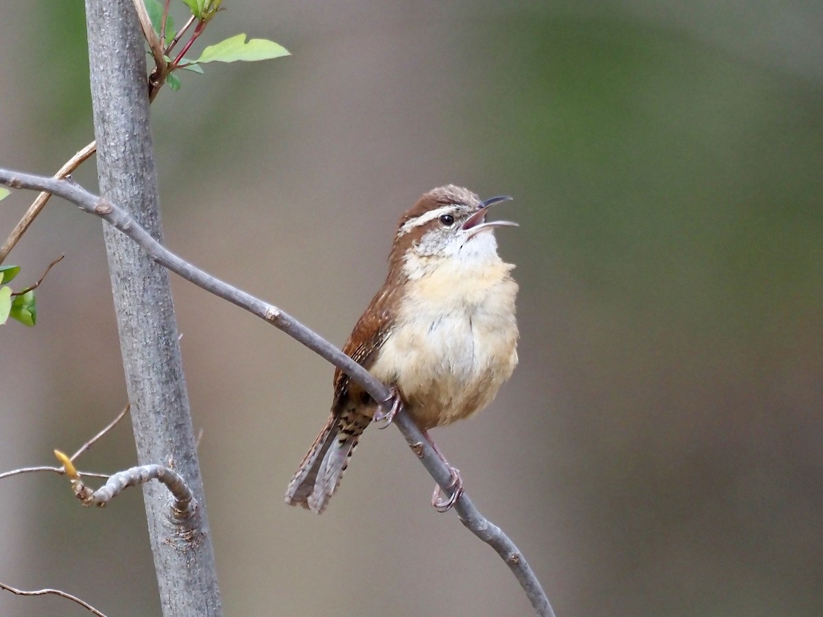 Carolina Wren - ML437846441