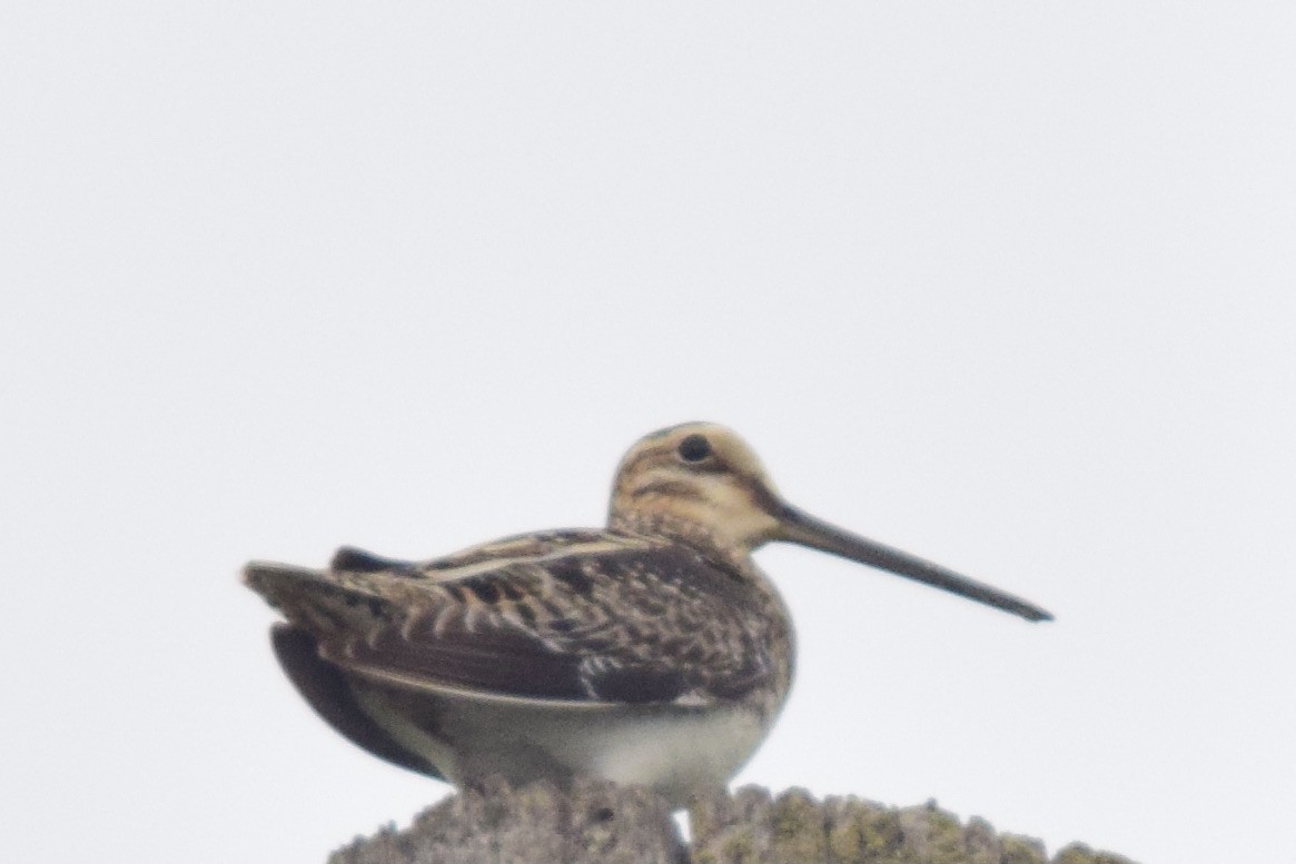 Wilson's Snipe - ML437846821