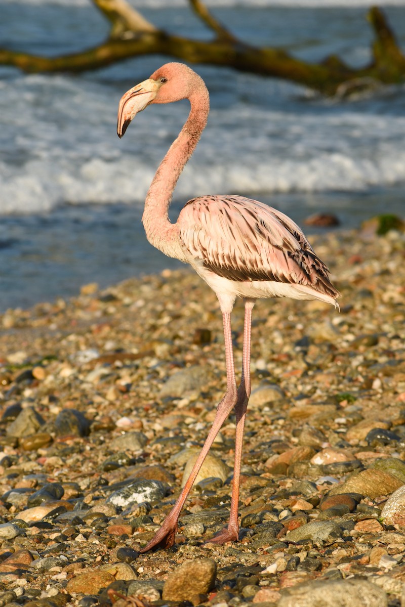 American Flamingo - ML437847851