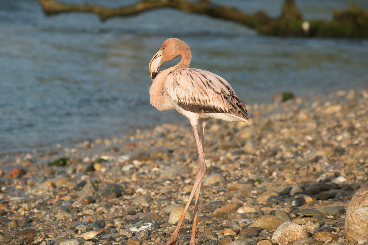 American Flamingo - ML437847991