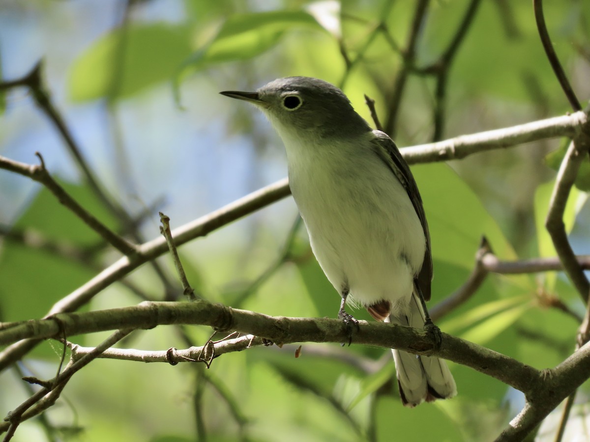 Blue-gray Gnatcatcher - ML437848561