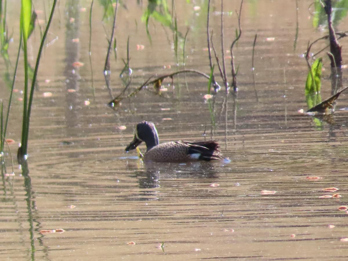 Blue-winged Teal - ML437848891