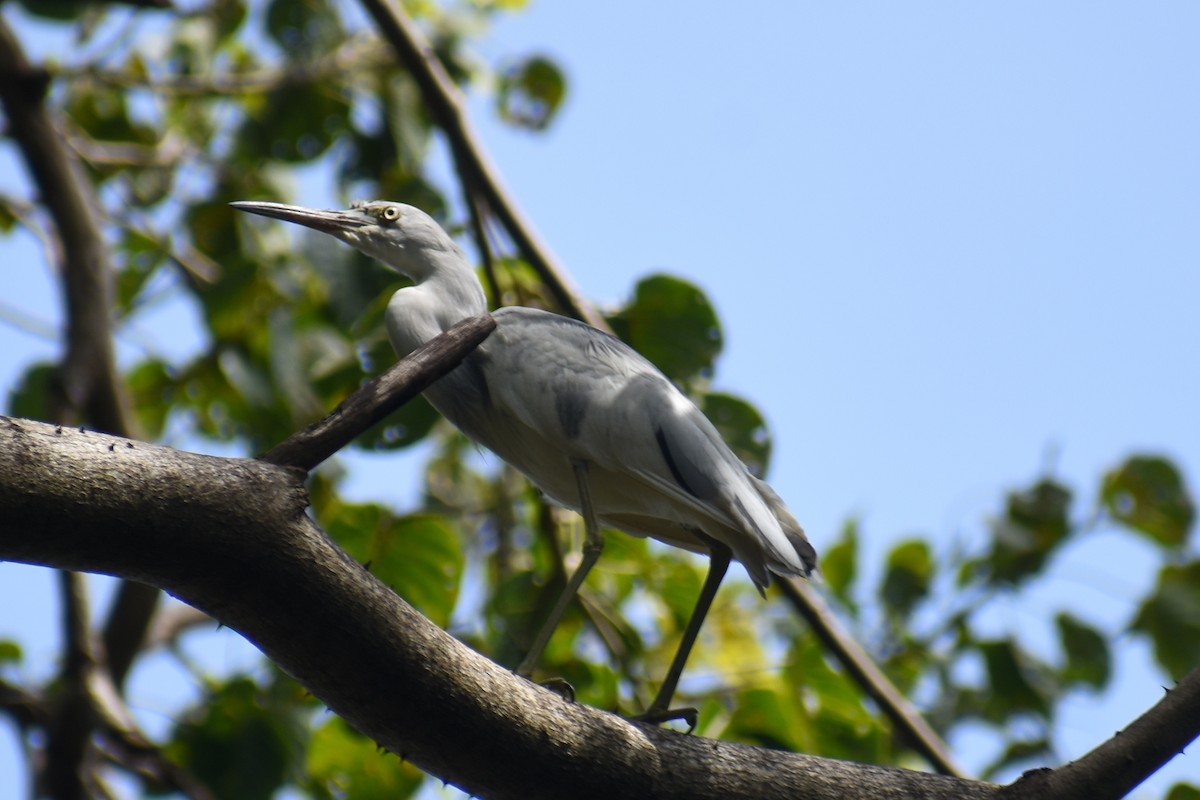 Little Blue Heron - ML437849091