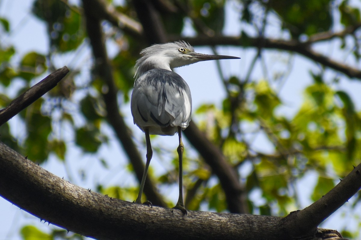 Little Blue Heron - ML437849101