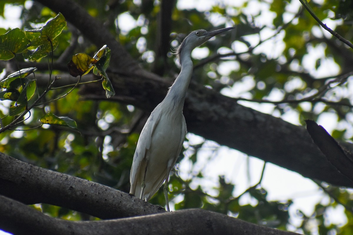 Little Blue Heron - ML437849251