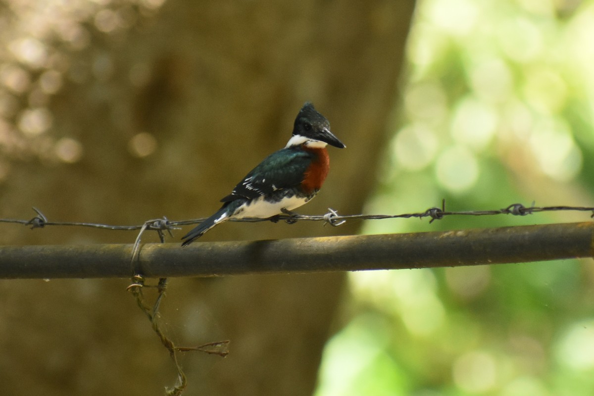 Green Kingfisher - ML437850491